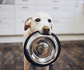 Pet Stay Kit