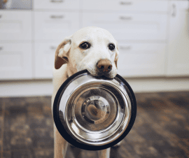 Pet Stay Kit Pet Stay Kit